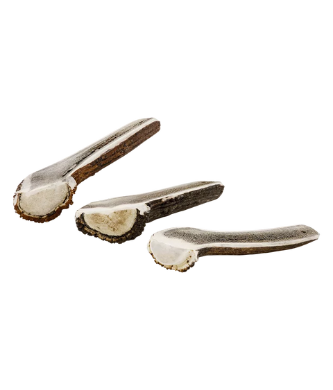 Hirschgeweih - Geweihstück halbiert