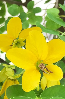 khadi Pflanzenhaarfarbe Dunkelblond Bio 100g